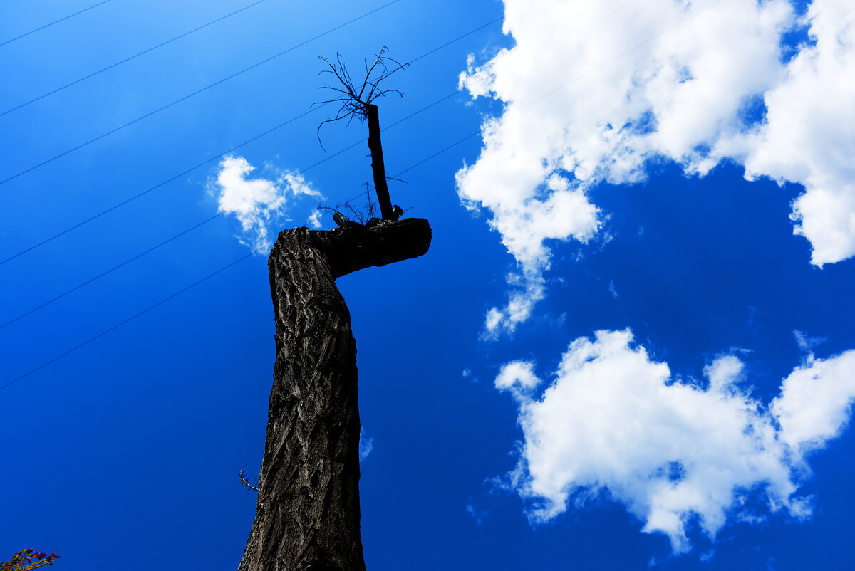 A bare tree trunk with a single thin branch, seen from below against a deep blue sky with white clouds and power lines
